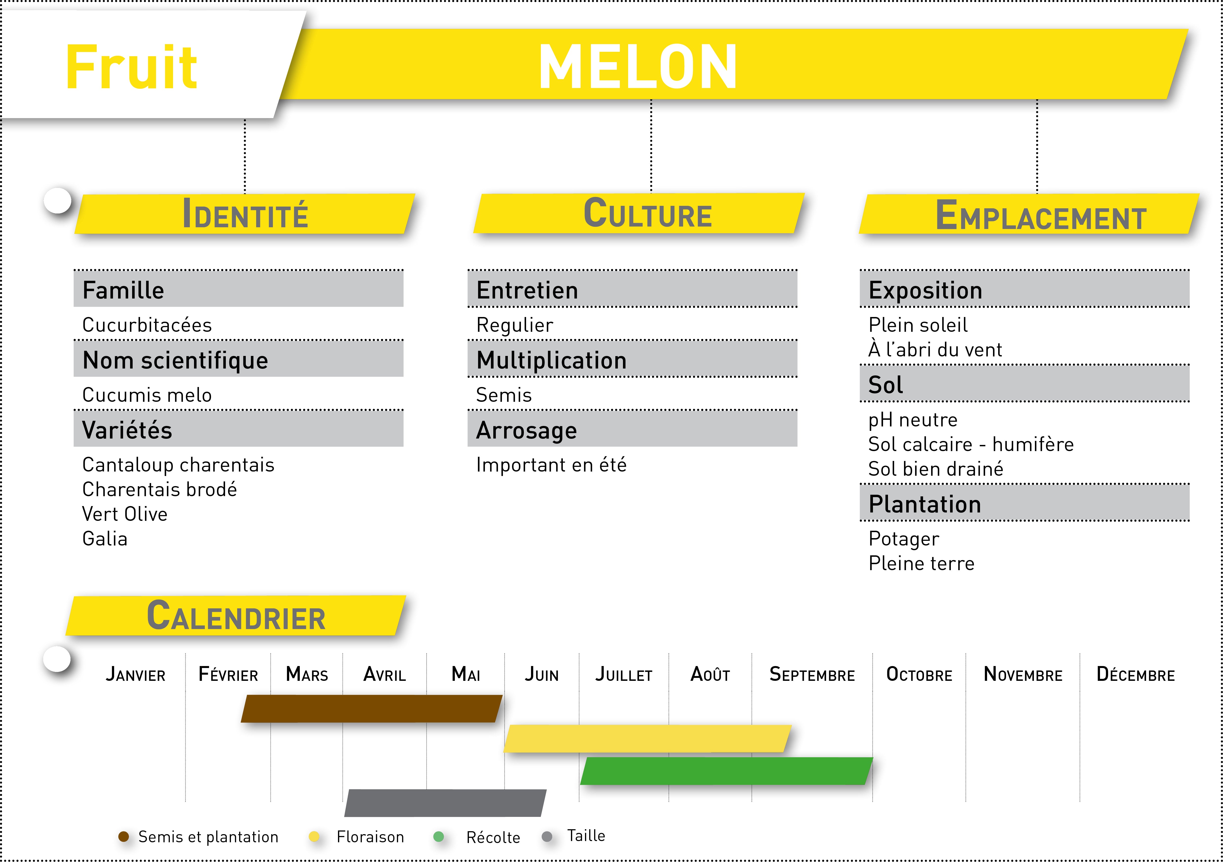 melon fiche a telecharger