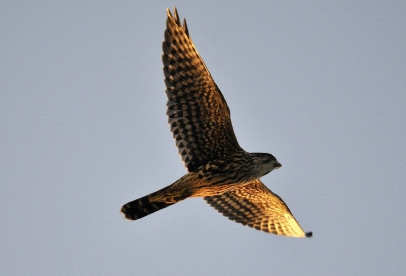 merlin-falcon-raptor-predator-flying-wildlife Photo via Visual hunt