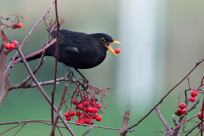 oiseau baies merle arbre Photo credit Artur Rydzewski via Visualhunt.con CC BY-NC