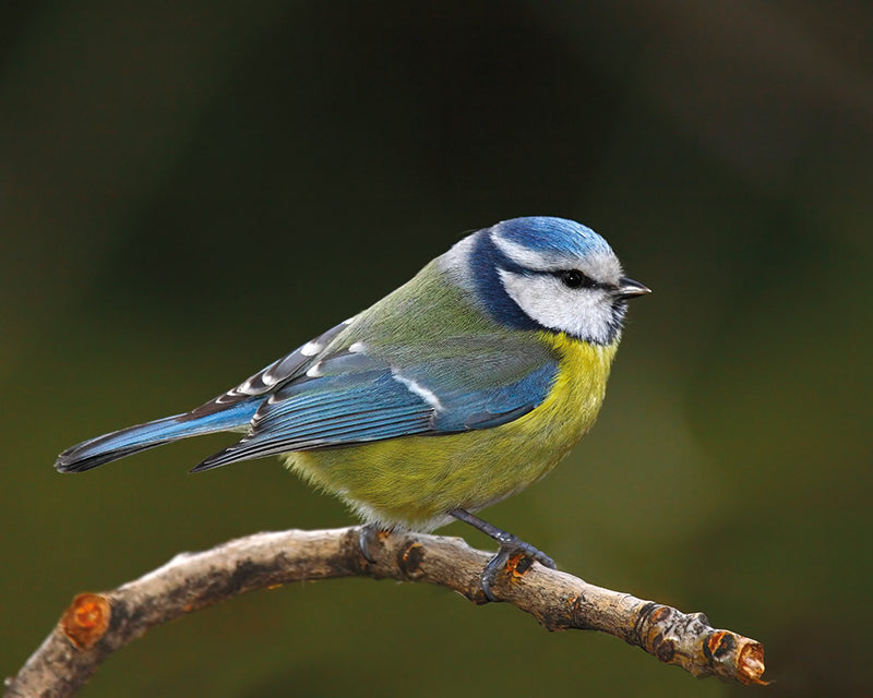 oiseau-mesange-bleue