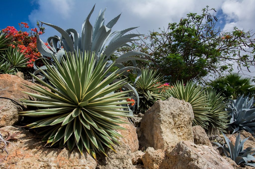 agave plantes sobres oleomac