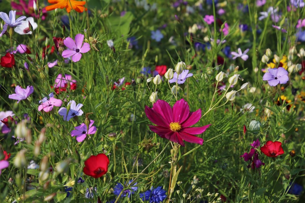 prairie fleurie