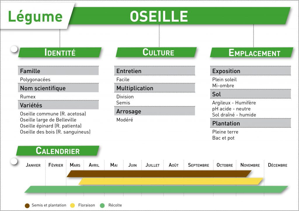 oseille fiche a telecharger