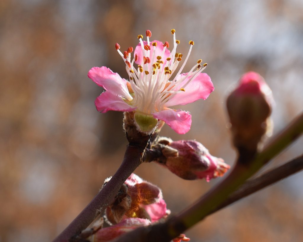 peach-blossom-2122542_1280