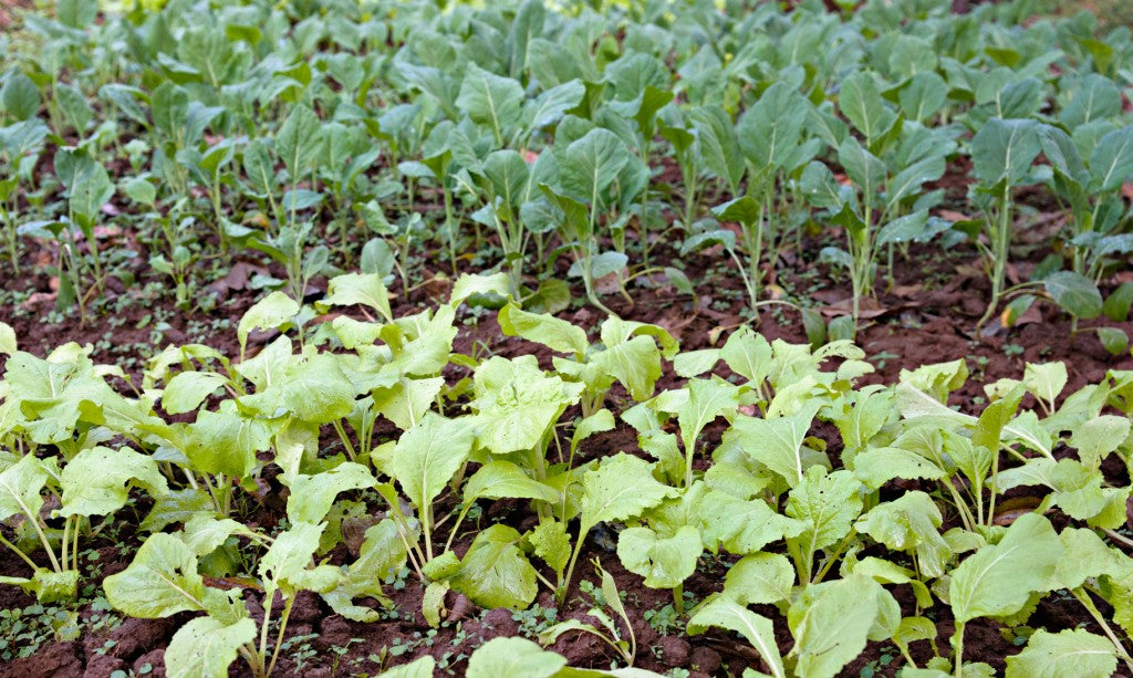 organic vegetables growing