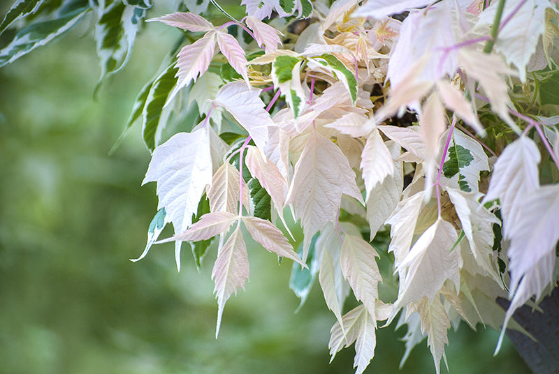 plante albinos