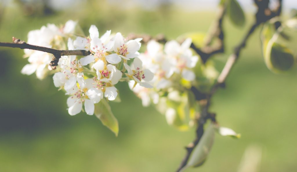 poires-pear-blossom-1548475_1280