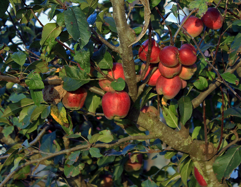 pomme rouge verger arbre