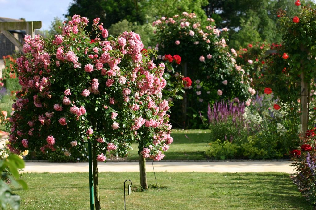 rosier roseraie 