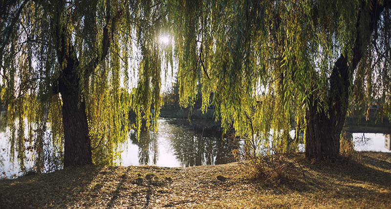 saule arbre eau