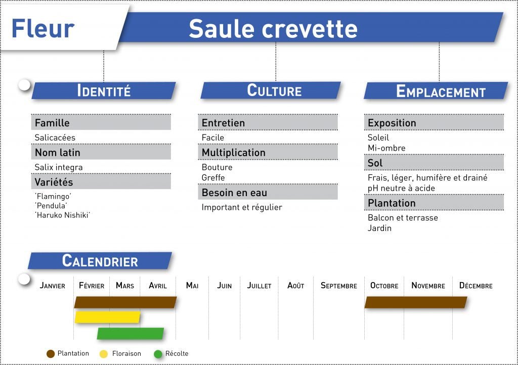 saule crevette