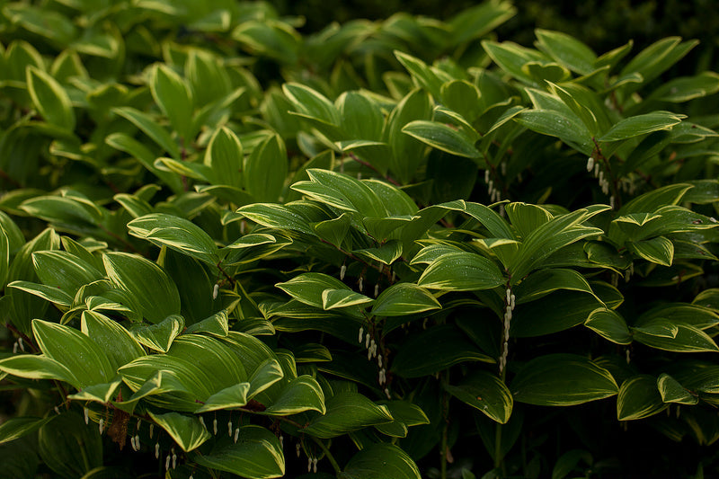 sceau de salomon feuilles Photo credit rachelgreenbelt via Visual Hunt CC BY-NC-SA