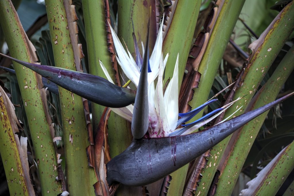 Strelitzia nicolai