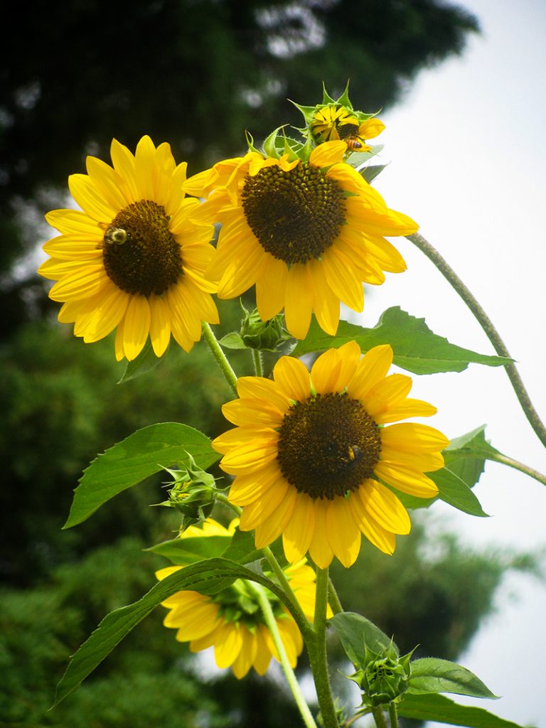 tournesol