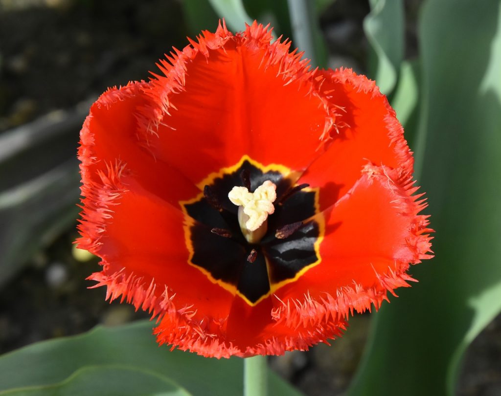 tulips-3374117_1280