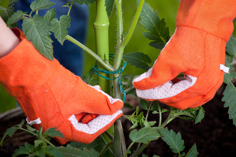 tuteurage tomate potager