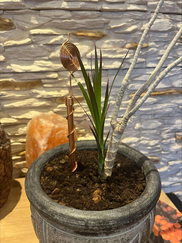 CopperCore Electroculture antenna in House Plant
