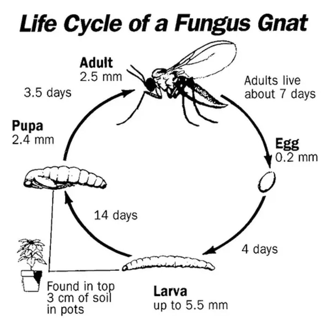 Fungus Gnat Insecticide