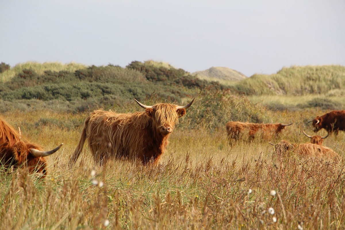 happy cows in nature