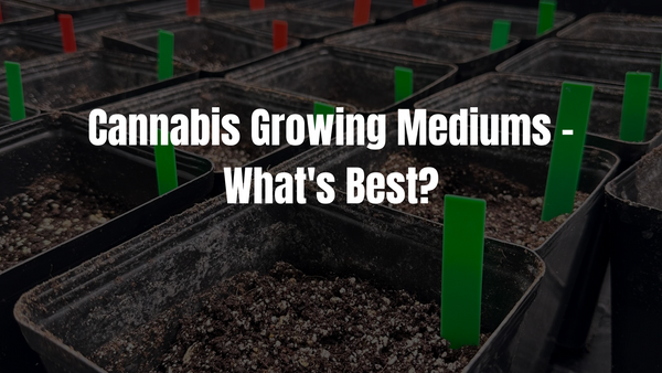 Cannabis Growing Mediums - What's Best?