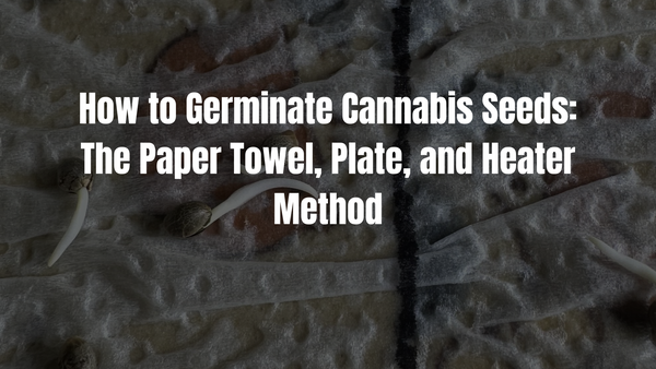 How to Germinate Cannabis Seeds: The Paper Towel, Plate, and Heater Method