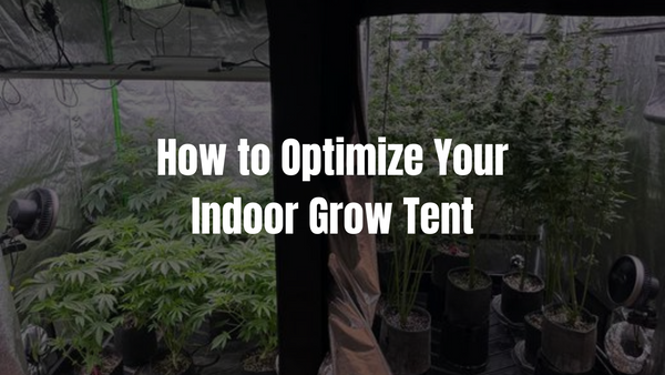 How to Optimize Your Indoor Grow Tent