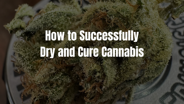 How to Successfully Dry and Cure Cannabis