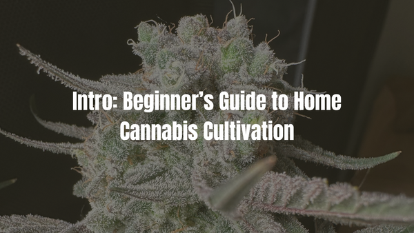 Intro: Beginner’s Guide to Home Cannabis Cultivation