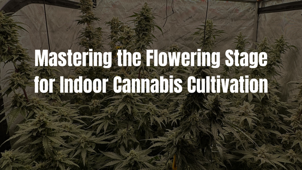 Mastering the Flowering Stage for Indoor Cannabis Cultivation