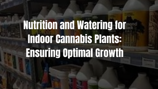 Nutrition and Watering for Indoor Cannabis Plants: Ensuring Optimal Growth