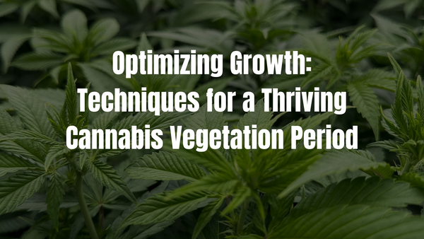 Optimizing Growth: Techniques for a Thriving Cannabis Vegetation Period