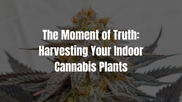 The Moment of Truth: Harvesting Your Indoor Plants