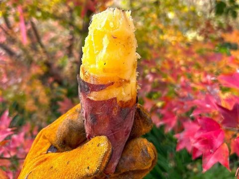 A hand holds a baked Japanese sweet potato in front of Japan's autumn leaves