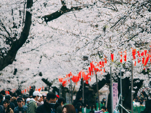 Tons of people walk under many beautiful pink cherry blossoms