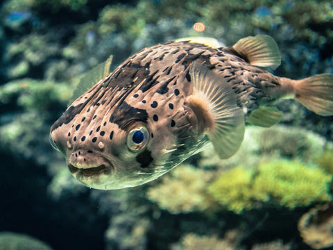 A puffer fish swims through the water