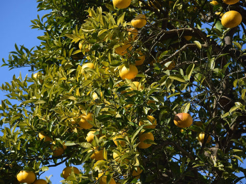 A yuzu tree with many ripe fruit growing on its branches