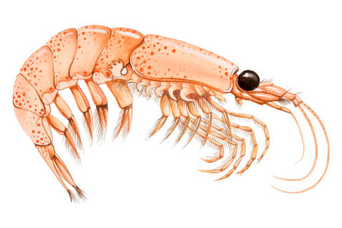 Illustration of a krill
