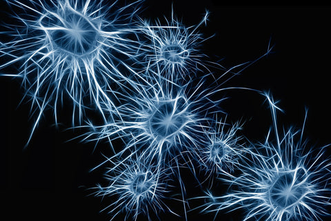 Brain neurons