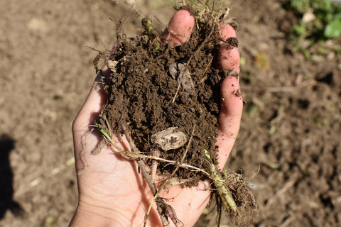 Healthy soil, healthy food from Glacial Till Farm. Photo credit Emma Jeurgens.