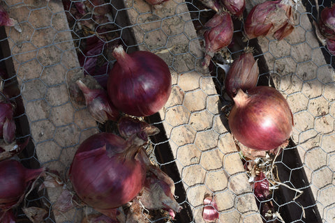 Glacial Till Farm onions curing. Photo credit Emma Jeurgens.