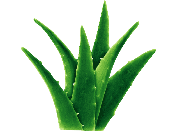 aloevera