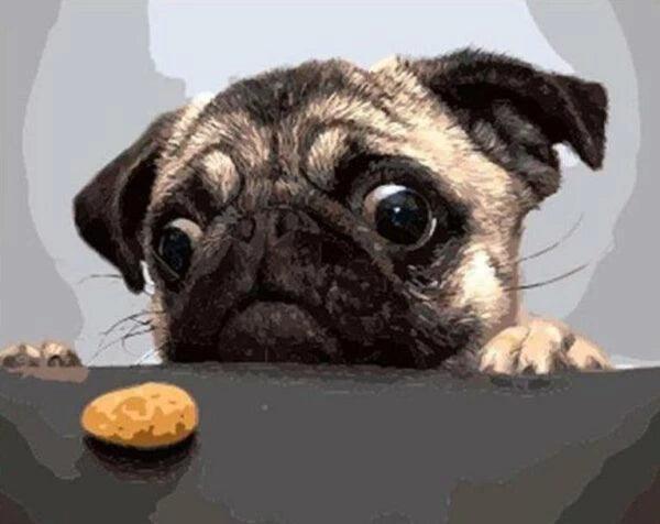 Pug and Biscuit Paint by Numbers