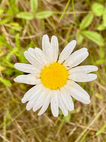 Oxeye Daisy