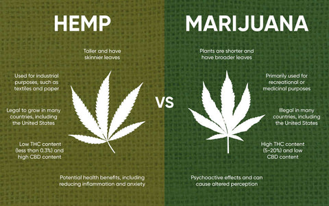Difference Between Hemp and Marijuana Plants