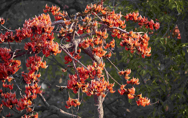 Palash tree