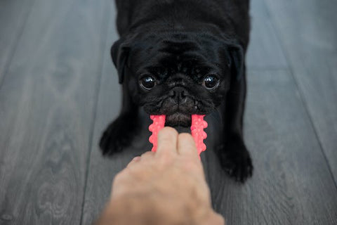 dog pulling toy