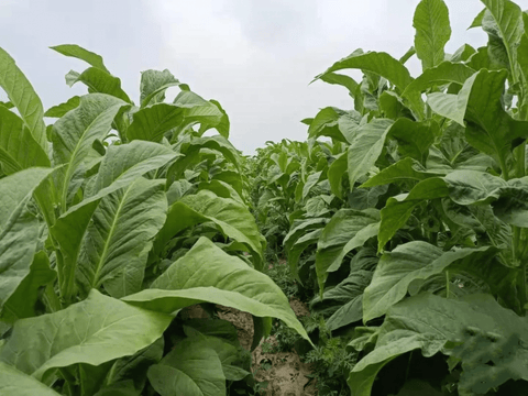 Tobacco Leaves