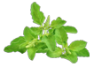 tulsi Teaaza