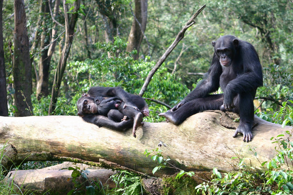 tacugama chimpanzee sanctuary