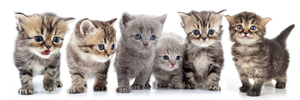 cute kittens